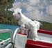 SeaDog