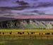 Buffalos