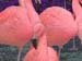 Flamingos