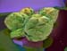 artichokes