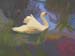 swan1