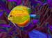 Bobs Big Yellow Fish