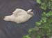 swan2