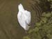 swan4