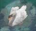 swan5